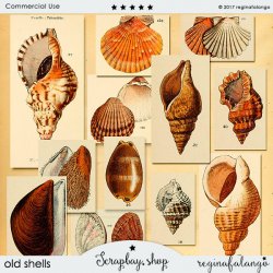 OLD SHELLS OLD SHELLS