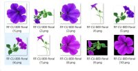 CU 800 FLORAL
