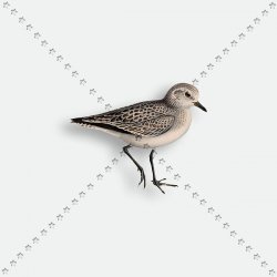 ANIMAL 119 SEAGULL ANIMAL 119 SEAGULL