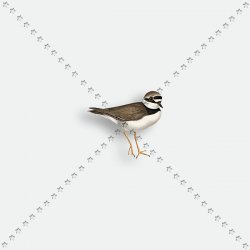 ANIMAL 130 SEA BIRD ANIMAL 130 SEA BIRD