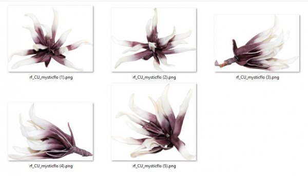 MYSTIQUES FLOWERS - Click Image to Close