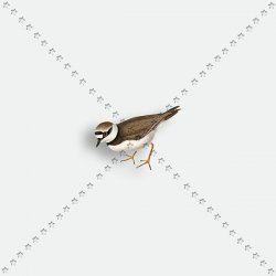 ANIMAL 129 SEA BIRD ANIMAL 129 SEA BIRD